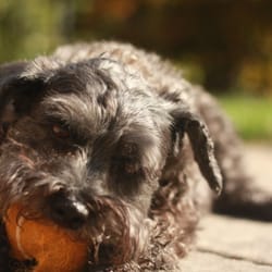 Shake A Leg Petcare - 'Lucy' enjoying some backyard playtime during a live-in overnight stay