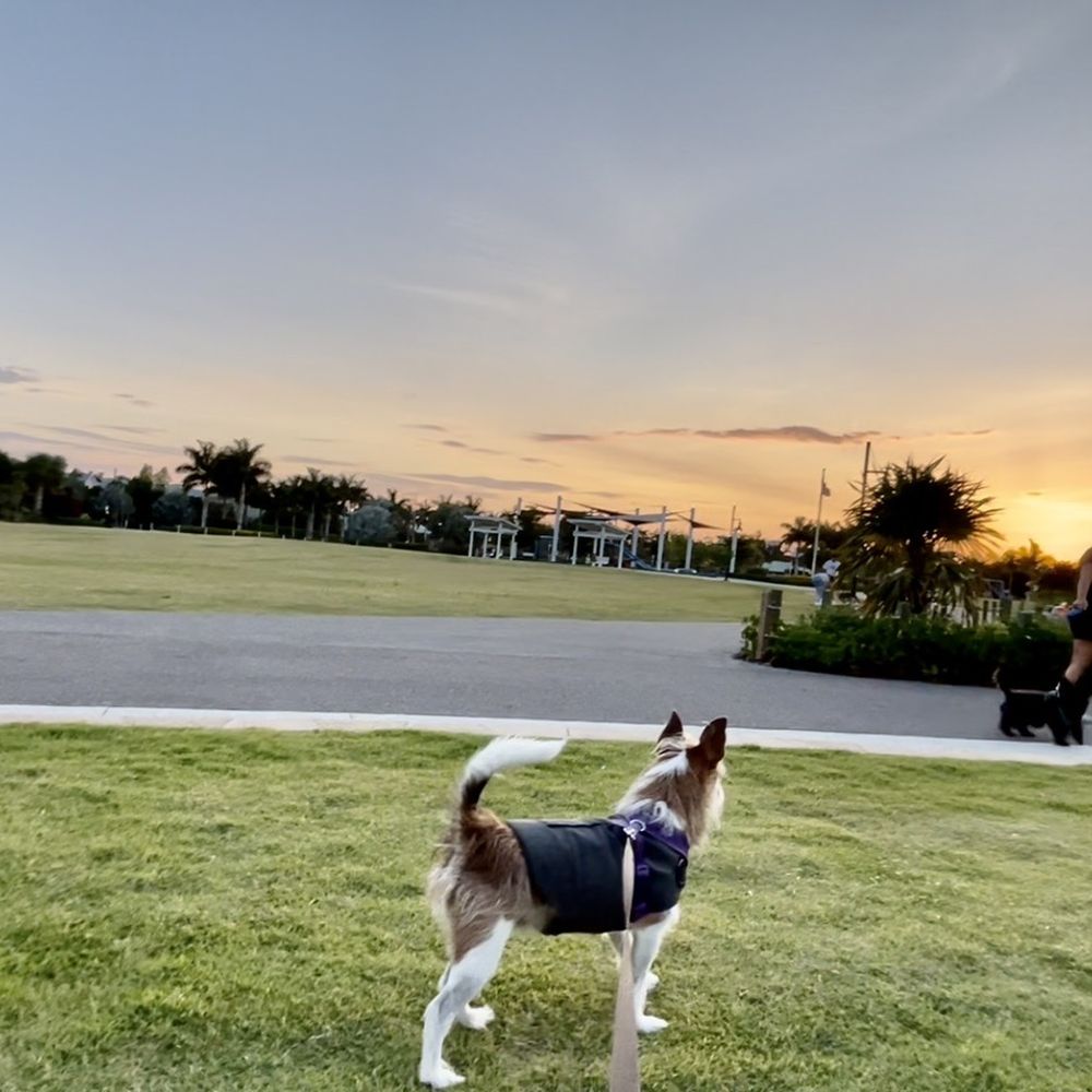 Naples Dog Park - Sunset from the Main Lawn area of Baker Park - Dog Parks Near Me Naples Dog Park - Sunset from the Main Lawn area of Baker Park - Dog Parks Near Me