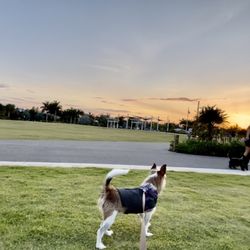 Naples Dog Park - Sunset from the Main Lawn area of Baker Park