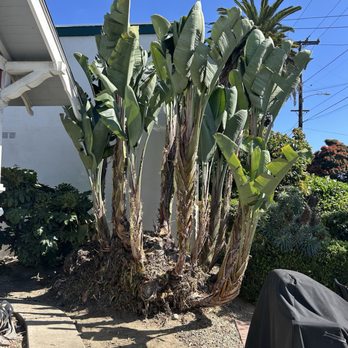 Luis Tree Service N Fences - Birds of paradise - Tree Services Near Me - Ventura, California Luis Tree Service N Fences - Birds of paradise - Tree Services Near Me - Ventura, California