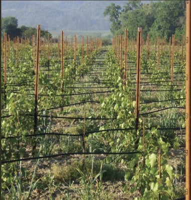 Truett Hurst Winery by null