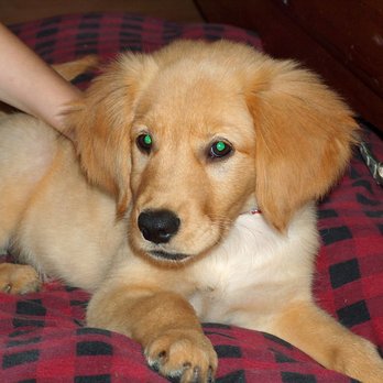 Northshore Mobile Veterinary Services - Veterinarians Near Me Northshore Mobile Veterinary Services - Veterinarians Near Me