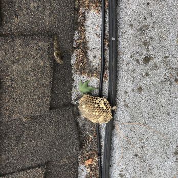 Vanish Integrative Pest Control - Pest Control Near Me - San Jose, California Vanish Integrative Pest Control - Pest Control Near Me - San Jose, California