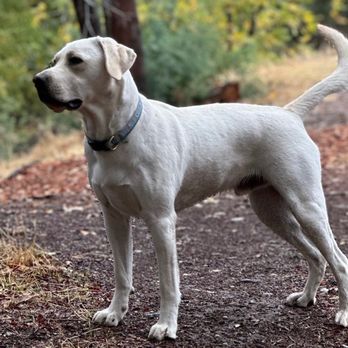 Stofer's Labs - Stofer Labrador - Pet Training Near Me - Prunedale, California Stofer's Labs - Stofer Labrador - Pet Training Near Me - Prunedale, California