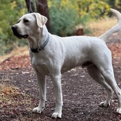 Stofer's Labs - Stofer Labrador