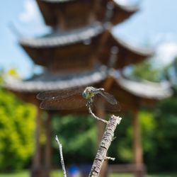 Nash Park