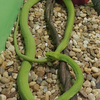 Reptile World Serpentarium - Zoos Near Me - Saint Cloud, Florida