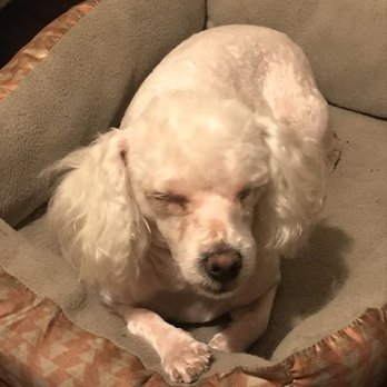 Furryland - Shes sleeping lol so cute - Pet Groomers Near Me - Paramount, California Furryland - Shes sleeping lol so cute - Pet Groomers Near Me - Paramount, California