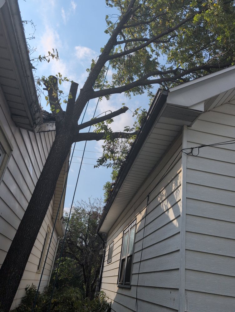 Treetop Climbers - tree service in Racine , WI