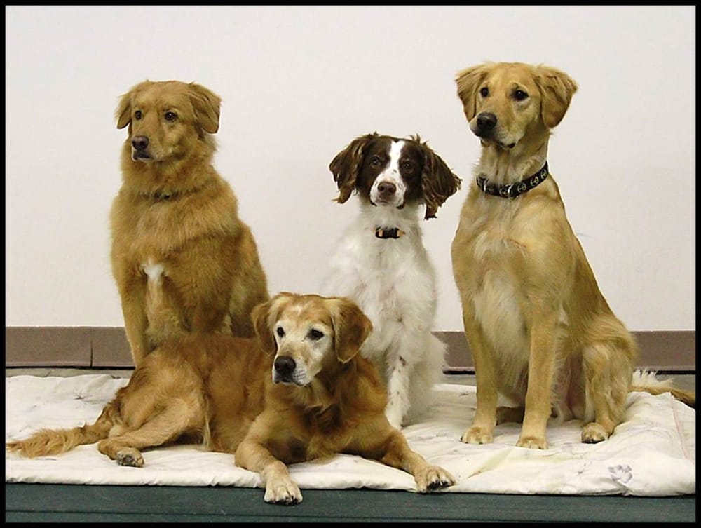 AUTUMNGOLD DOG TRAINING CENTER Updated August 2024 2559 County Rd