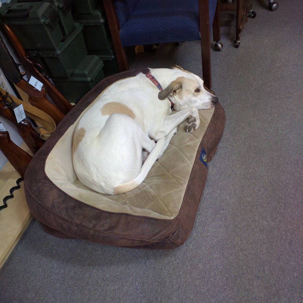 Arm's for Defense - Max the shop dog taking care of business - Guns & Ammo Near Me - Clearwater, Florida Arm's for Defense - Max the shop dog taking care of business - Guns & Ammo Near Me - Clearwater, Florida