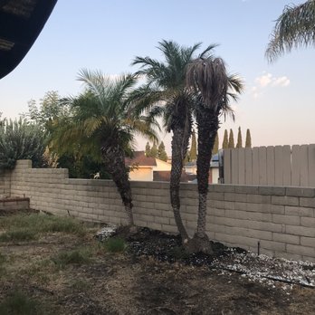 Reg’s Tree Service - Before - Tree Services Near Me - Corona, California Reg’s Tree Service - Before - Tree Services Near Me - Corona, California