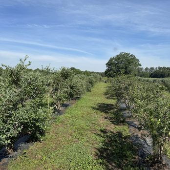 The Ivy Place- Berry Farm - Berry row - Pick Your Own Farms Near Me - Lancaster, South Carolina The Ivy Place- Berry Farm - Berry row - Pick Your Own Farms Near Me - Lancaster, South Carolina