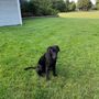 Photo of Tanglewood Kennels