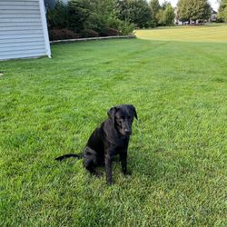 Tanglewood Kennels - Hinkle