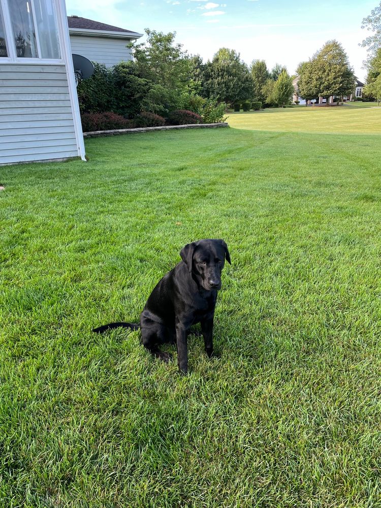 TANGLEWOOD KENNELS Updated September 2024 30 Photos 43W030 Empire