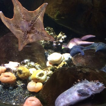 Sealife - Aquariums Near Me - London, XGL