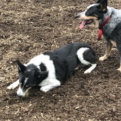 Tualatin Dog Park
