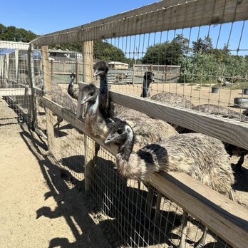 Ostrichland USA - Attraction Farms Near Me - Solvang, California Ostrichland USA - Attraction Farms Near Me - Solvang, California