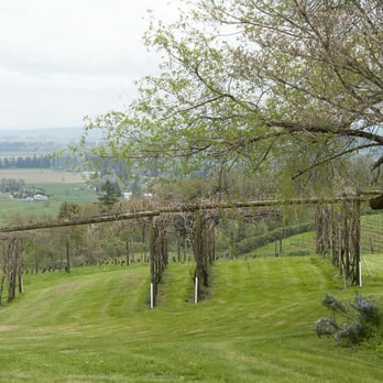 Amity Vineyards - a view of a vineyard from the top of a hill - Wineries Near Me - Amity, Oregon Amity Vineyards - a view of a vineyard from the top of a hill - Wineries Near Me - Amity, Oregon