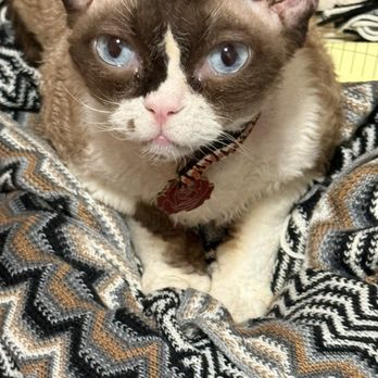 Kittens Up - Cecil - Pet Breeders Near Me - Pembroke Pines, Florida Kittens Up - Cecil - Pet Breeders Near Me - Pembroke Pines, Florida