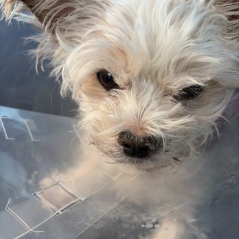 Affordable Animal Surgery - My baby - Emergency Pet Hospital Near Me - Las Vegas, Nevada Affordable Animal Surgery - My baby - Emergency Pet Hospital Near Me - Las Vegas, Nevada