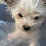 Affordable Animal Surgery
