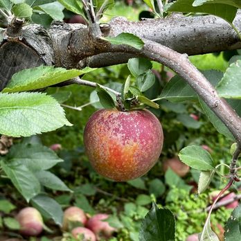Battleview Orchards - Pick Your Own Farms Near Me - Freehold, New Jersey