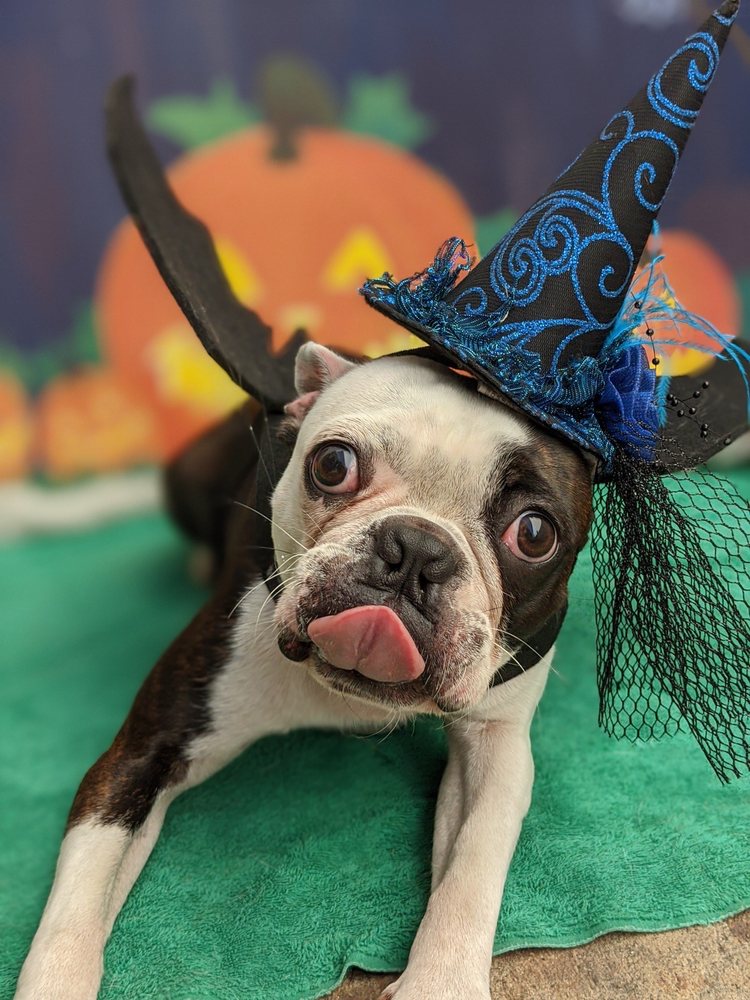 JOYFUL PAWS PET HOTEL & DAYCARE 120 Photos & 207 Reviews Pet