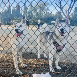 Flora Vista Dog Park - Best buds