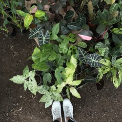 Foothill Nursery