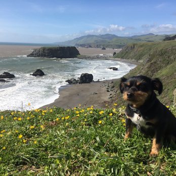 Goat Rock Beach - Baxter basking in the sun along the trail down to Blind Beach - Beaches Near Me - Bodega Bay, California Goat Rock Beach - Baxter basking in the sun along the trail down to Blind Beach - Beaches Near Me - Bodega Bay, California