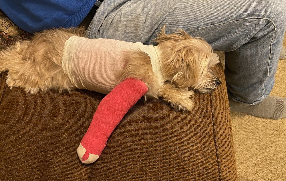 JERSEY SHORE VETERINARY EMERGENCY SERVICES Updated September 2024 18 Photos & 35 Reviews