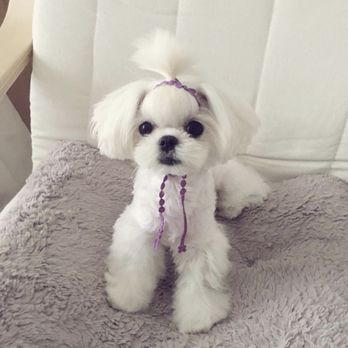 Muddy Paws OC - Reference photo - Pet Groomers Near Me - Orange, California Muddy Paws OC - Reference photo - Pet Groomers Near Me - Orange, California