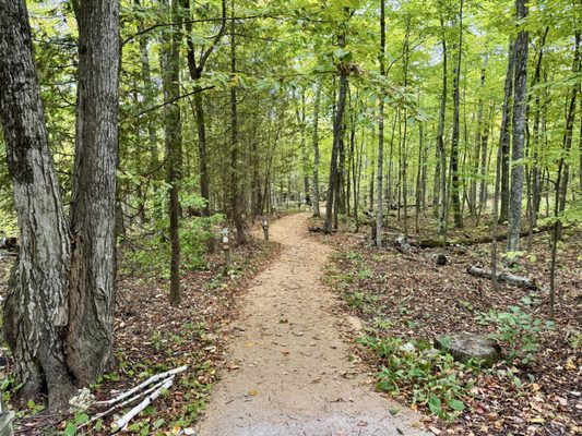 The Clearing by null