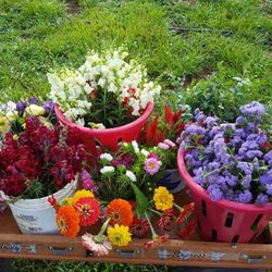 Fresh cut flowers.