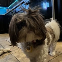 Expawlibur Pet Grooming - Before