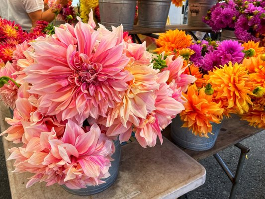 South Berkeley Farmers' Market by null
