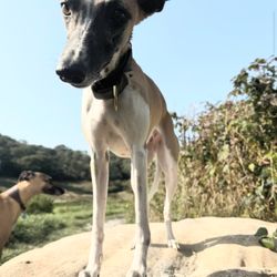 The Happy Dog Company