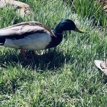 4k River Ranch RV - Beautiful ducks - A male mallard duck with a green head, yellow bill, and brown and gray body is standing on green grass. The duck is positioned in profile, facing to the right, with other ducks partially visible on the right side of the image. The background includes tall grass and natural outdoor elements, indicating a natural habitat or park setting. - RV Parks Near Me - Red River, New Mexico