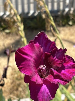 Luther Burbank Home & Gardens by null