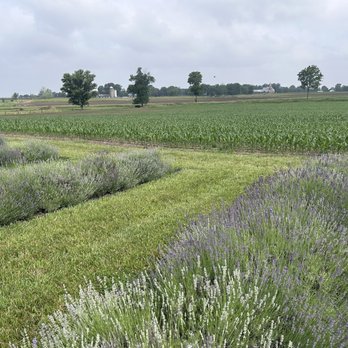 Dollie’s Farm - Lavender! - Flowers & Gifts Near Me - Franklin, Indiana Dollie’s Farm - Lavender! - Flowers & Gifts Near Me - Franklin, Indiana