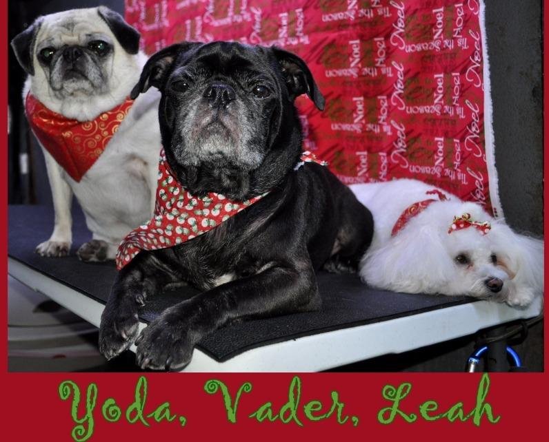 TLC GROOMERS Updated August 2024 3904 Lemon St, Metairie, Louisiana