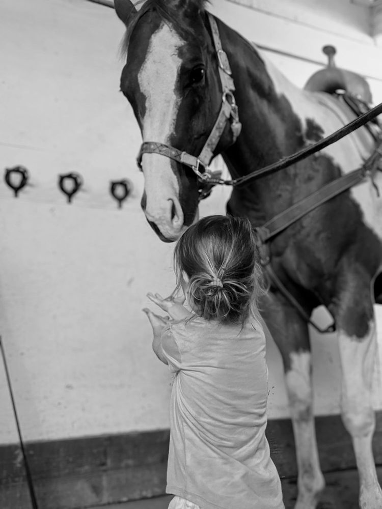 River Road Horse Farm - equestrian in Hinckley, OH