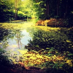 Bergerbos