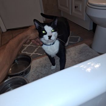 Superior Exterior - a black and white cat in a bathtub - Lawn Services Near Me Superior Exterior - a black and white cat in a bathtub - Lawn Services Near Me
