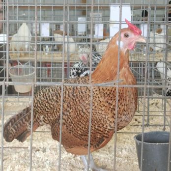 Erie County Fair - Poultry barn @ 2025 Erie County Fair - Festivals Near Me - Hamburg, New York
