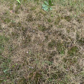 Weed Man - Moss taking over - Pest Control Near Me - Roswell, Georgia Weed Man - Moss taking over - Pest Control Near Me - Roswell, Georgia