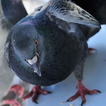 Maritime Pest Control - Photo - Pest Control Near Me - Edmonton, Alberta