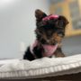 Photo of ARCHVET Animal Hospital